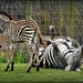 Zebra-cise by yorkshirekiwi