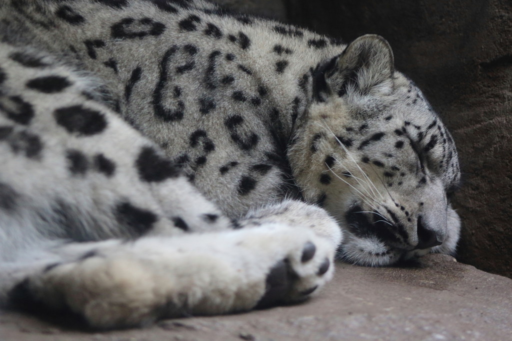 Sleeping Snow Leopard by randy23