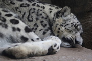 27th Jul 2016 - Sleeping Snow Leopard