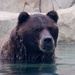 Swimming Balck Bear by randy23