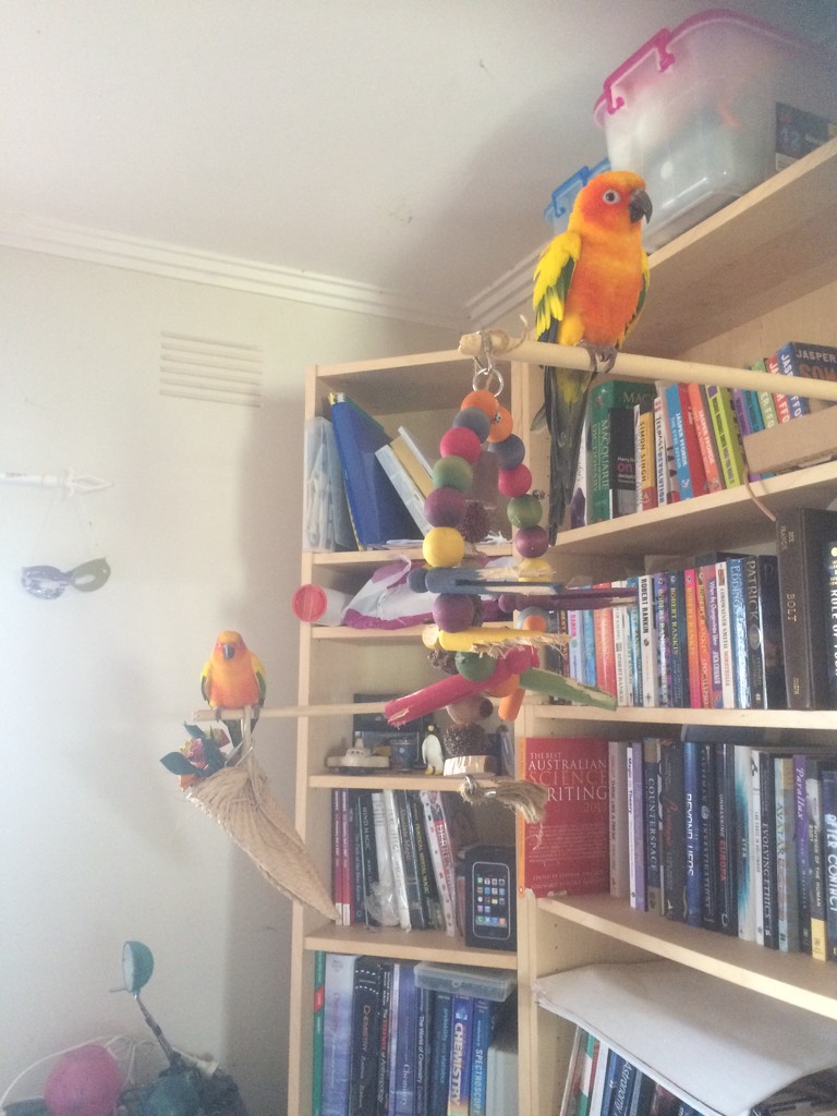 Books and birdies by alia_801