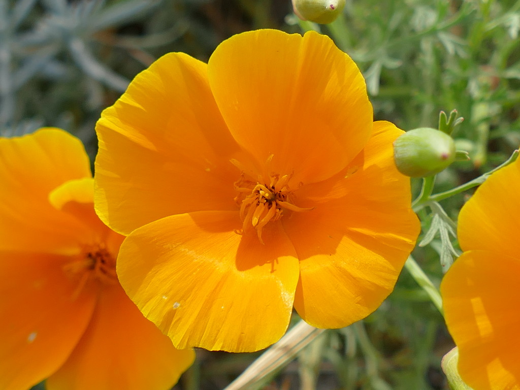 Flower Sunshine by carole_sandford