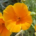 Flower Sunshine by carole_sandford