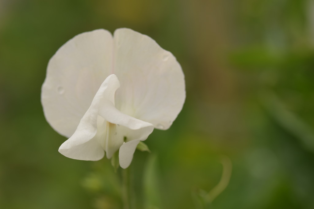 sweet pea by christophercox
