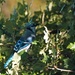 Blue Jay  by farmreporter