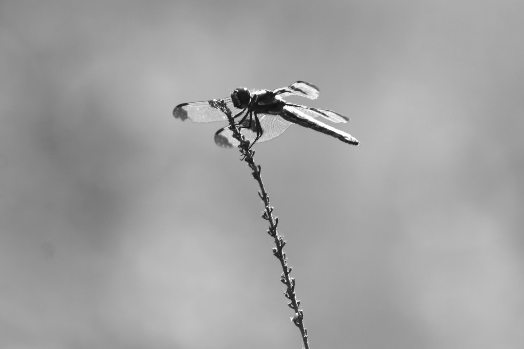 Dragonfly BNW by randy23