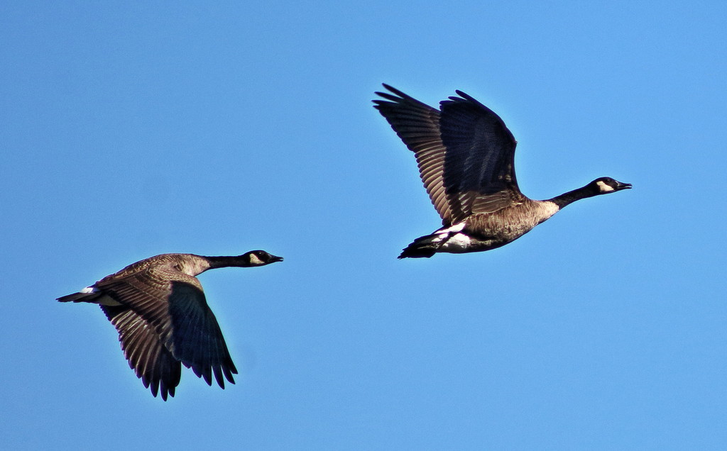 Flying Geese  by randy23