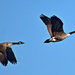 Flying Geese  by randy23