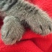 Cape (paws) by cherrymartina