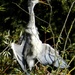 Grey Heron, with wings outstretched by fishers