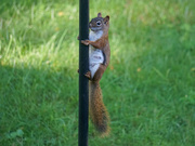 7th Sep 2016 - Red Squirrel Climbing the Feeder Pole