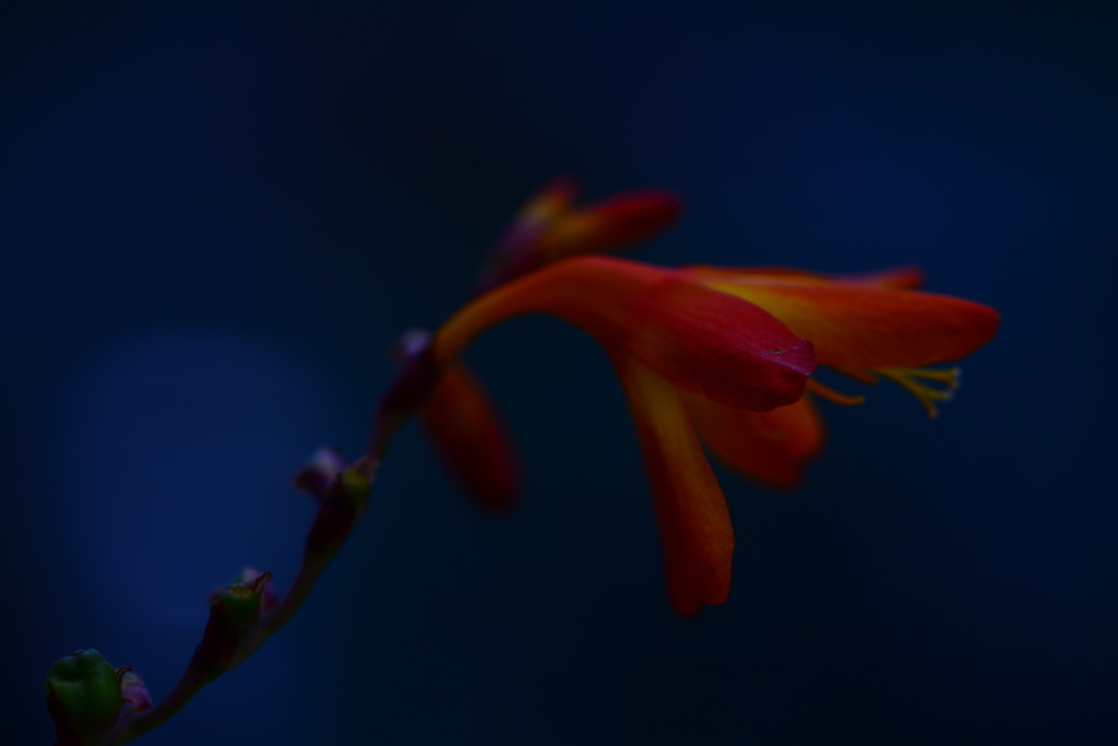 Crocosmia by ziggy77