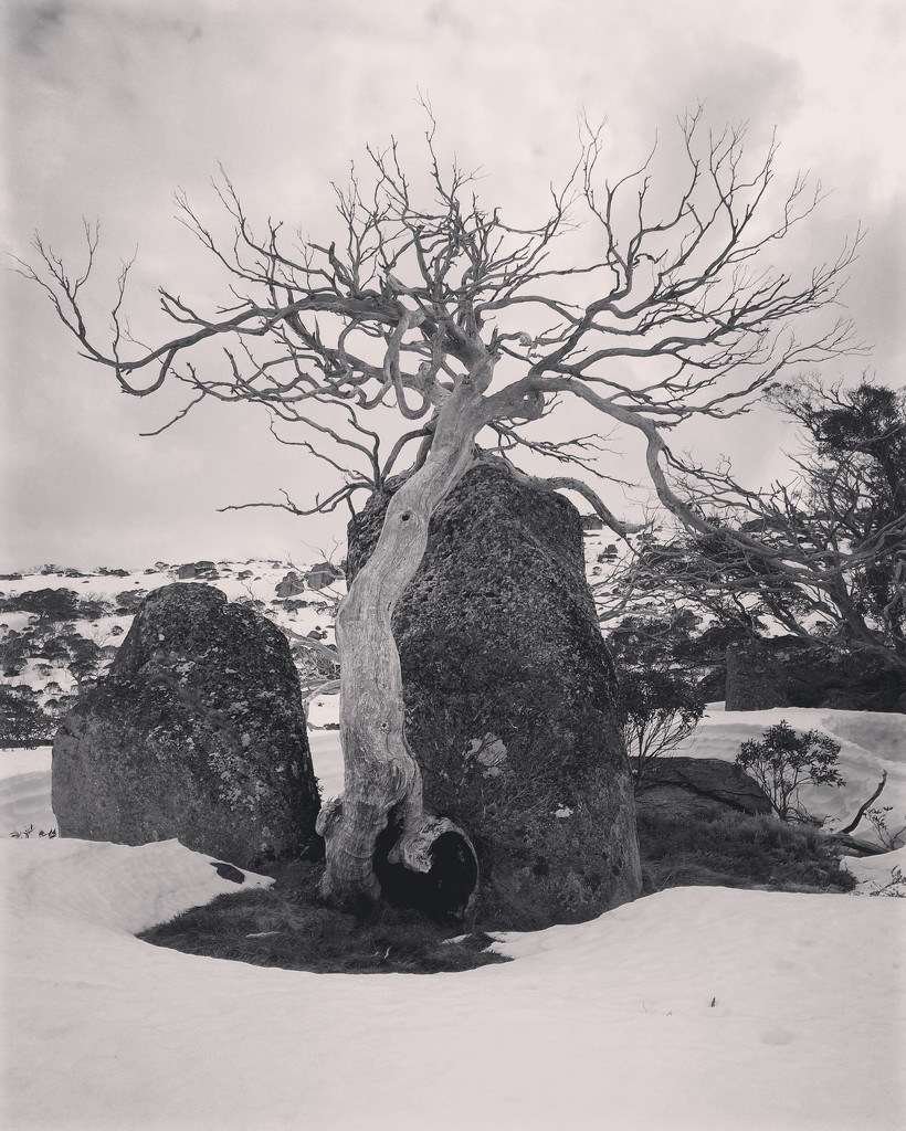 Tree and rocks by peterdegraaff