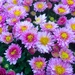 Chrysanthemums by 365projectdrewpdavies