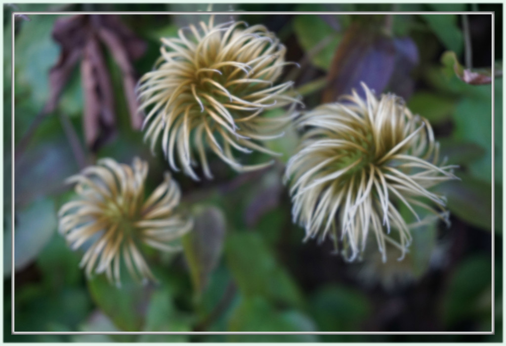 clematis heads by sarah19