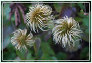 5th Sep 2016 - clematis heads