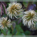 clematis heads by sarah19