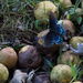 Swallowtail on pears by randystreat