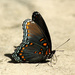'Astyanax' Red-spotted Purple [Filler #21] by rhoing