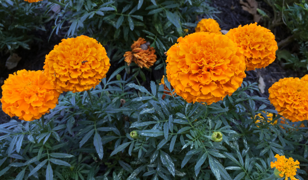 Marigolds by loweygrace