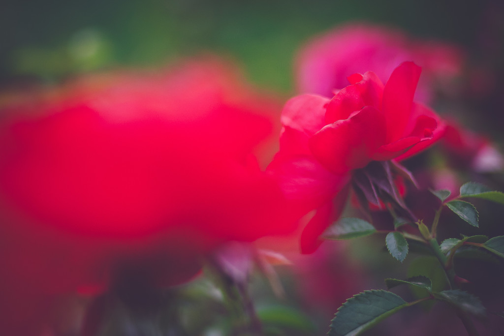 Rosy by tina_mac