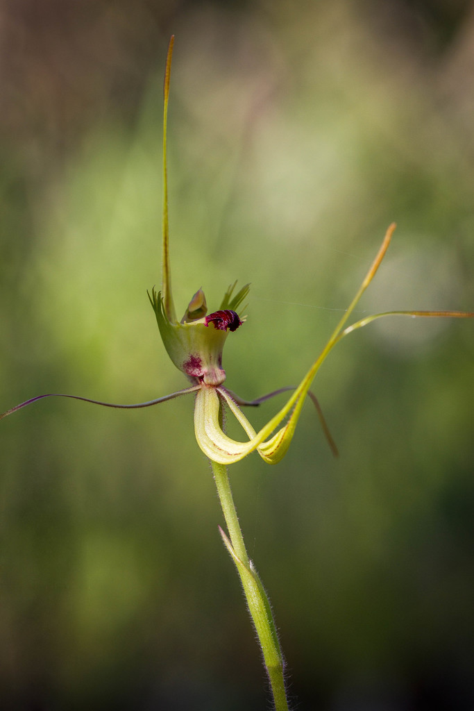 Green Spider Orchid by jodies