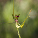 Green Spider Orchid by jodies
