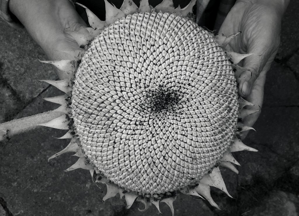 Mum's sunflower.  by jokristina