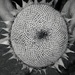 Mum's sunflower.  by jokristina