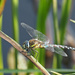 Migrant Hawker by philhendry