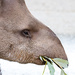 South American Tapir by leonbuys83