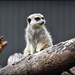 Meerkat by yorkshirekiwi