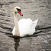 Swan by swillinbillyflynn
