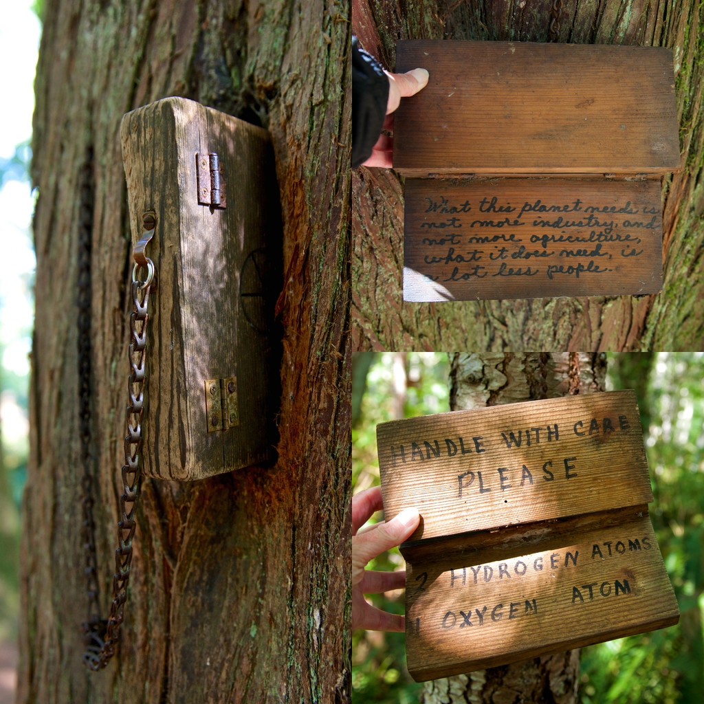 Wooden Books in the Wacky Woods by kwind