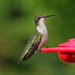 Ruby-throated Hummingbird by annepann