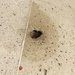 Tiny heart hole by cocobella