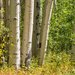 Aspen Trees by lynne5477