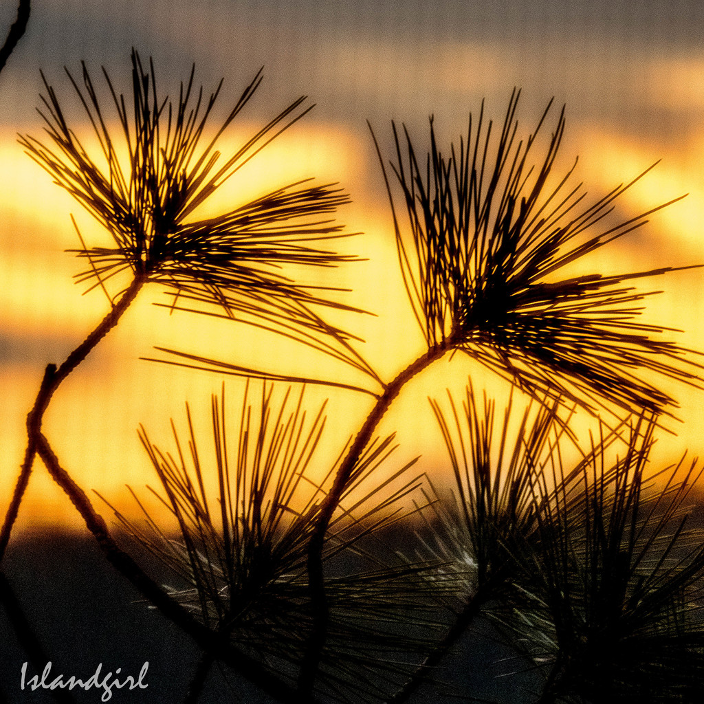 White Pine branches in Sunset by radiogirl
