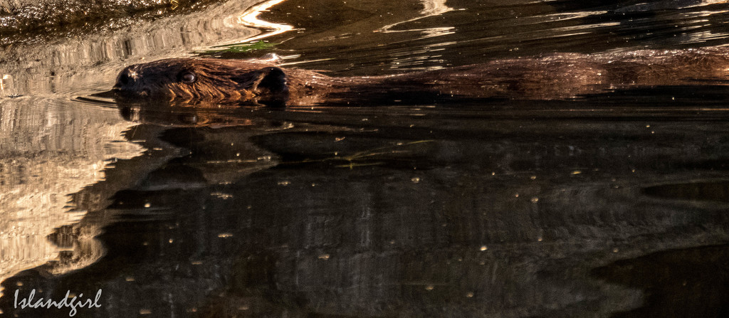 Beaver in the reflection of the Rock by radiogirl