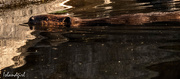 14th Sep 2016 - Beaver in the reflection of the Rock