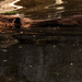 Beaver in the reflection of the Rock by radiogirl
