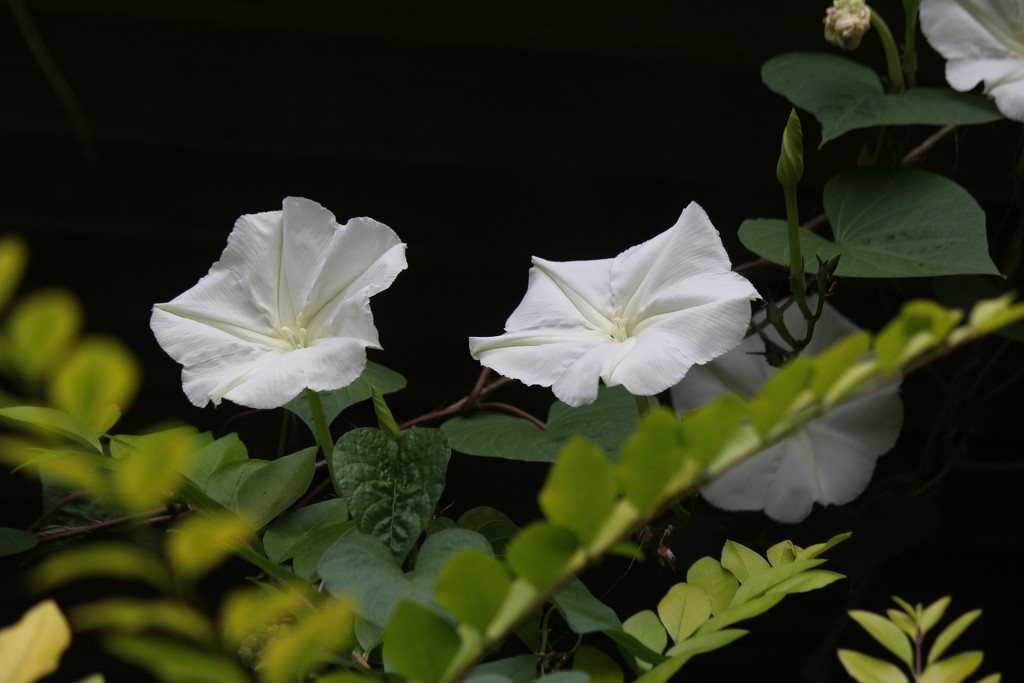 Our Beautiful Moonflowers by essiesue