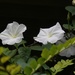 Our Beautiful Moonflowers by essiesue