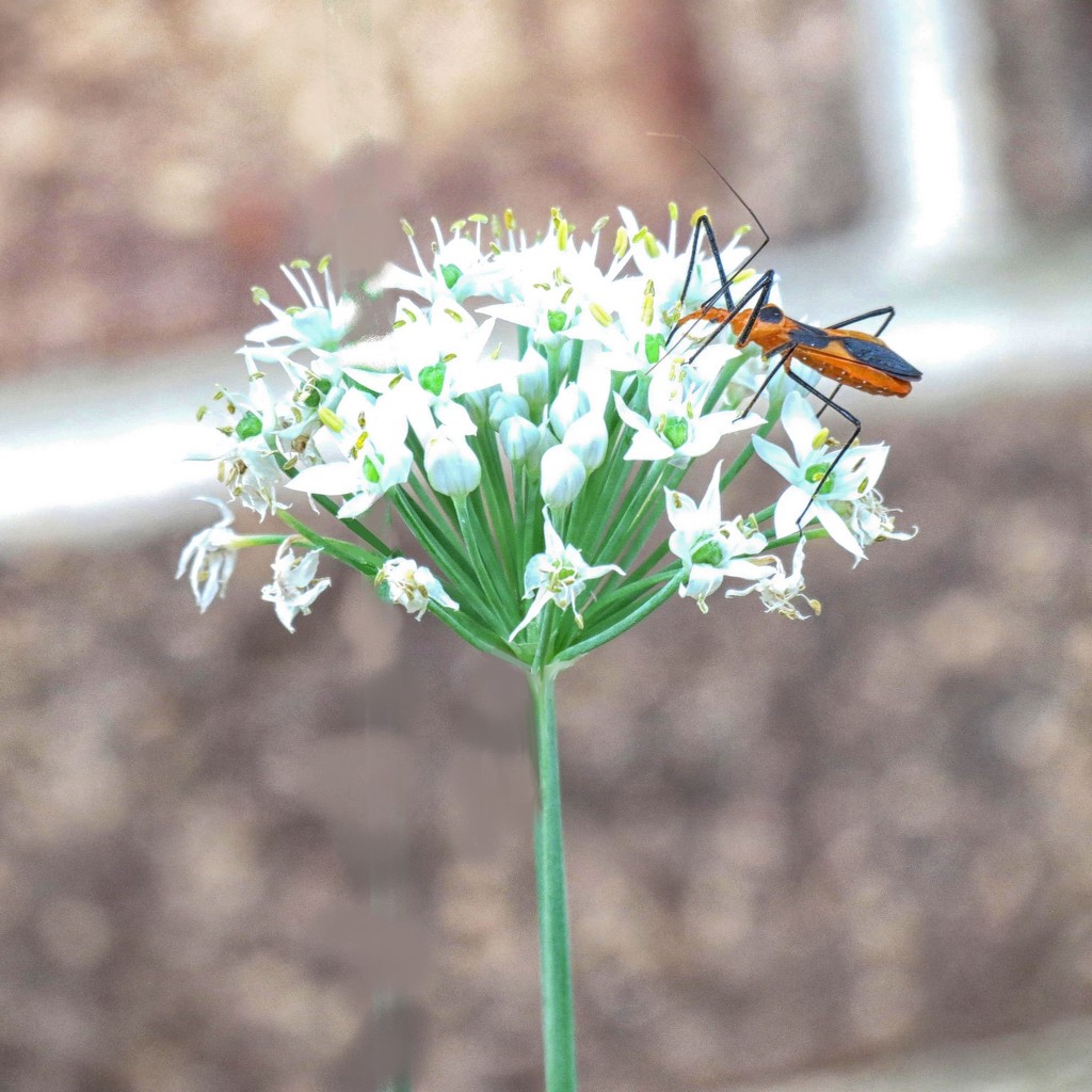 Bloom and Bug by grammyn