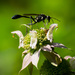 Wasp! by rickster549