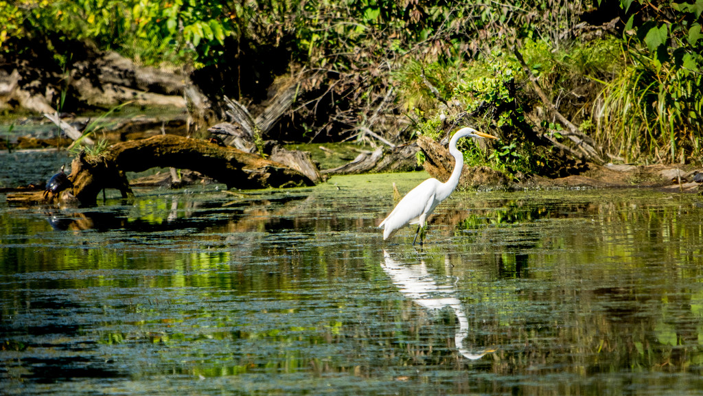 White Egret and Turtle by rminer