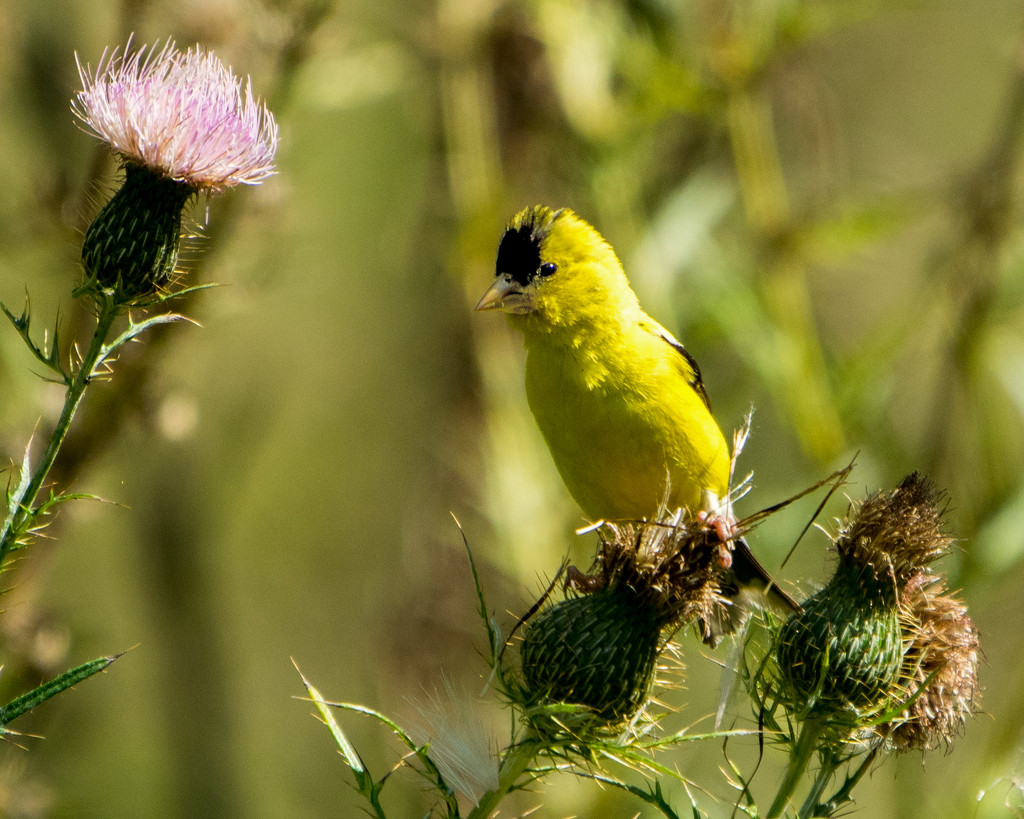 Goldfinch and Thistle by rminer