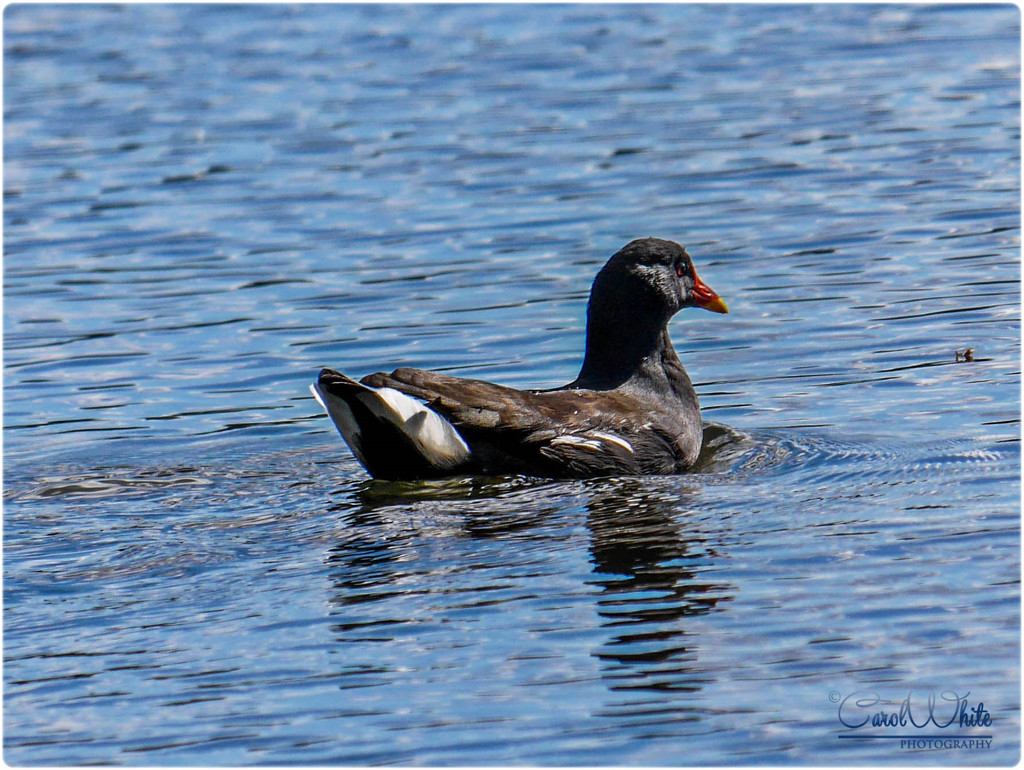 |Moorhen by carolmw