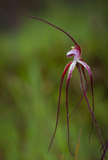 15th Sep 2016 - Ruby Spider Orchid