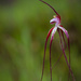 Ruby Spider Orchid by jodies